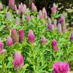 Dobilas-ilgagalvis-Trifolium-rubens-„Red-Feathers-02