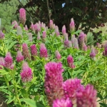 Dobilas-ilgagalvis-Trifolium-rubens-„Red-Feathers-03