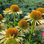 Eziuole-rausvaziede-Mellow-Yellows-Echinacea-Purpurea-02