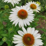 1_Eziuole-rausvaziede-„Primadonna-White-Echinacea-purpurea-01