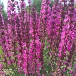 Gojinis-salavijas-„Pink-Field-Salvia-nemorosa-„Pink-Field-daugiametis-14