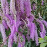 Kraujalake-„Lilac-Squirrel-Sanguisorba-hakusanensis-„Lilac-Squirrel-daugiametis-augalas-02