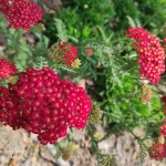 Kraujazole-„Paprika-Achillea-Millefolium-‘Paprika-Daugiametis-augalas-37