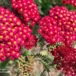 Kraujazole-„Paprika-Achillea-Millefolium-‘Paprika-Daugiametis-augalas-39