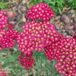 Kraujazole-„Paprika-Achillea-Millefolium-‘Paprika-Daugiametis-augalas-40