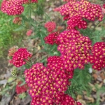 Kraujazole-„Paprika-Achillea-Millefolium-‘Paprika-Daugiametis-augalas-41