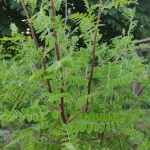 Kulksne-Astragalus-mongholicus-02