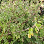 Kulksne-Astragalus-mongholicus-06
