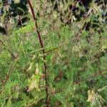 Kulksne-Astragalus-mongholicus-08