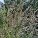 Lendrunas-Calamagrostis-Varia-daugiametis-75