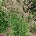 Lendrunas-Calamagrostis-Varia-daugiametis-80