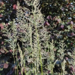 Lendrunas-smailiaziedis-„Waldenbuch-Calamagrostis-acutiflora-„Waldenbuch-daugiametis-62