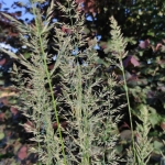Lendrunas-smailiaziedis-„Waldenbuch-Calamagrostis-acutiflora-„Waldenbuch-daugiametis-65
