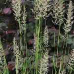 Lendrunas-smailiaziedis-„Waldenbuch-Calamagrostis-acutiflora-„Waldenbuch-daugiametis-68