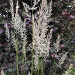 Lendrunas-smailiaziedis-„Waldenbuch-Calamagrostis-acutiflora-„Waldenbuch-daugiametis-71