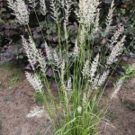Lendrunas-smailiaziedis-„Waldenbuch-Calamagrostis-acutiflora-„Waldenbuch-daugiametis-72