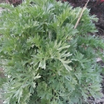 Pelynas-Vaistinis-kietis-Artemisia-absinthium-Daugiametis-augalas-09