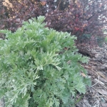 Pelynas-Vaistinis-kietis-Artemisia-absinthium-Daugiametis-augalas-10