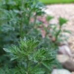 Pelynas-Vaistinis-kietis-Artemisia-absinthium-Daugiametis-augalas-33