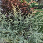Pelynas-Vaistinis-kietis-Artemisia-absinthium-Daugiametis-augalas-34