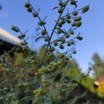 Pelynas-Vaistinis-kietis-Artemisia-absinthium-Daugiametis-augalas-35