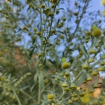 Pelynas-Vaistinis-kietis-Artemisia-absinthium-Daugiametis-augalas-39