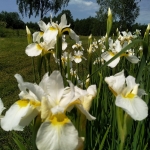 Sibirinis-vilkdalgis-baltas-Iris-Sibirica-daugiametis-16