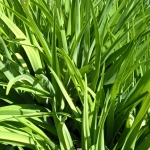 Viendiene-Hemerocallis-Daugiametis-augalas-22
