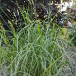 Viksva-palmine-„Oehme-Carex-muskingumensis-01