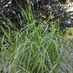 Viksva-palmine-„Oehme-Carex-muskingumensis-02