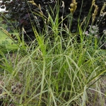 Viksva-palmine-„Oehme-Carex-muskingumensis-03