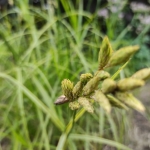 Viksva-palmine-„Oehme-Carex-muskingumensis-04