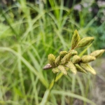 Viksva-palmine-„Oehme-Carex-muskingumensis-05
