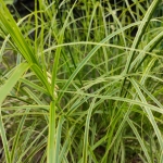 Viksva-palmine-„Oehme-Carex-muskingumensis-07