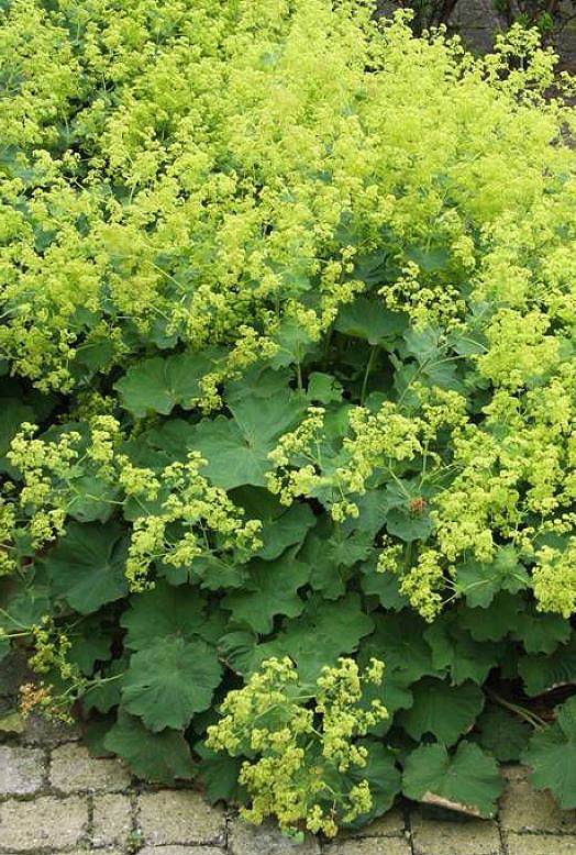 Rasakilos (Alchemilla) – nereiklios daugiametės žemaūgės gėlės, su pilkai žaliais dekoratyviais lapais ir auksinės spalvos žiedais, žydinčiais nuo birželio iki liepos. Keras pasipuošia sidabrišku spindesiu, kai susikaupia rasos ar lietaus lašeliai. Gerai auga saulėje ir pusiau pavėsyje, vidutinio derlingumo, pralaidžioje dirvoje, tinka kaip dekoratyvi žemės danga natūraliams želdynams.