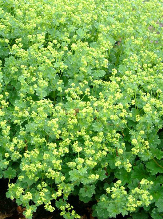 Rasakilos (Alchemilla) – nereiklios daugiametės žemaūgės gėlės, su pilkai žaliais dekoratyviais lapais ir auksinės spalvos žiedais, žydinčiais nuo birželio iki liepos. Keras pasipuošia sidabrišku spindesiu, kai susikaupia rasos ar lietaus lašeliai. Gerai auga saulėje ir pusiau pavėsyje, vidutinio derlingumo, pralaidžioje dirvoje, tinka kaip dekoratyvi žemės danga natūraliams želdynams.