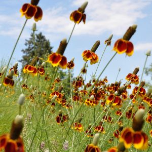 Ratibidos (Ratibida columnifera) – daugiametės, apie 70 cm aukščio gėlės, išsiskiriančios charakteringais žiedais, primenančiais meksikietiškas sombrero skrybėles. Žiedai būna raudonai rudi su gelsvais kraštais arba geltoni, žydi liepos–rugsėjo mėnesiais. Ratibidos geriausiai auga saulėtame ir pralaidžiame, vidutinio derlingumo dirvožemyje, tinkamos natūraliems želdynams.