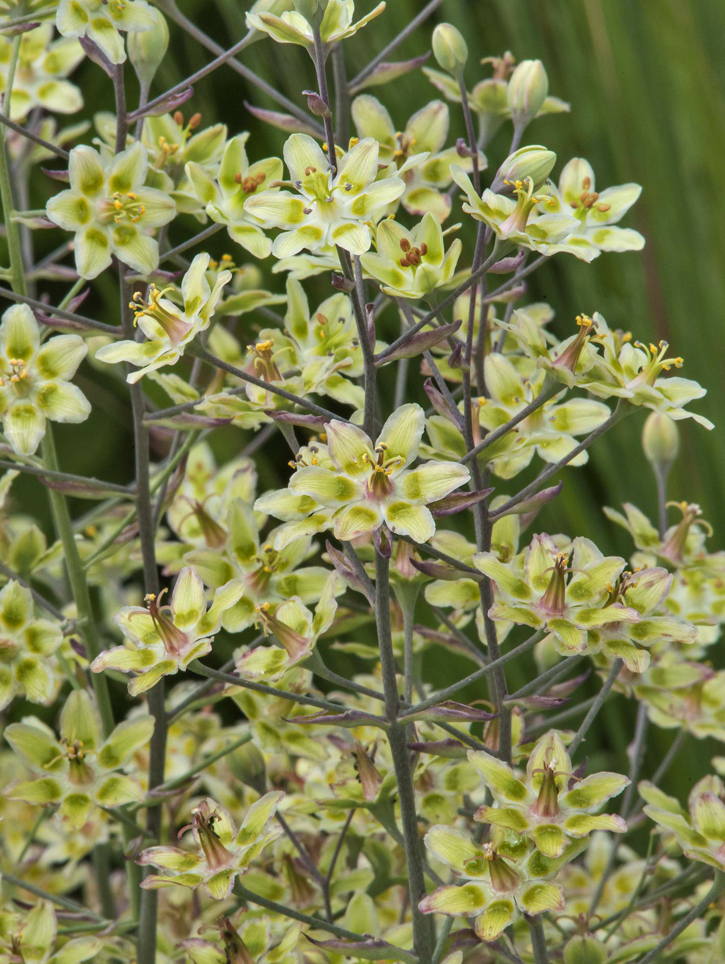 Priešvė grakščioji (ZIGADENUS elegans)