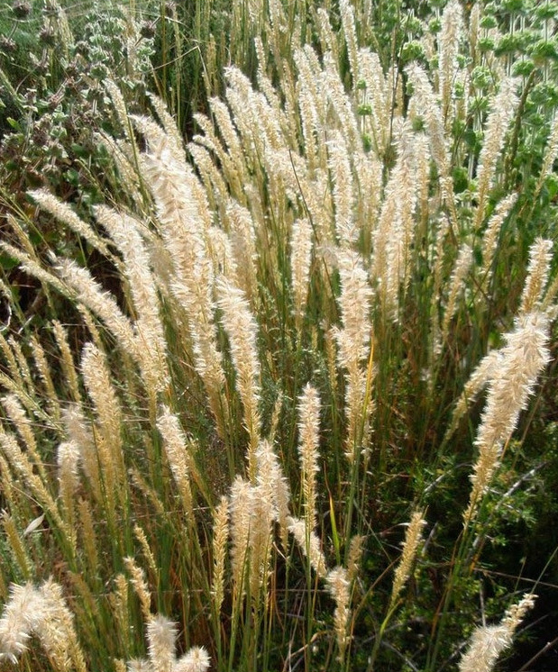 Sriepsnė blakstienuotoji (MELICA ciliata)