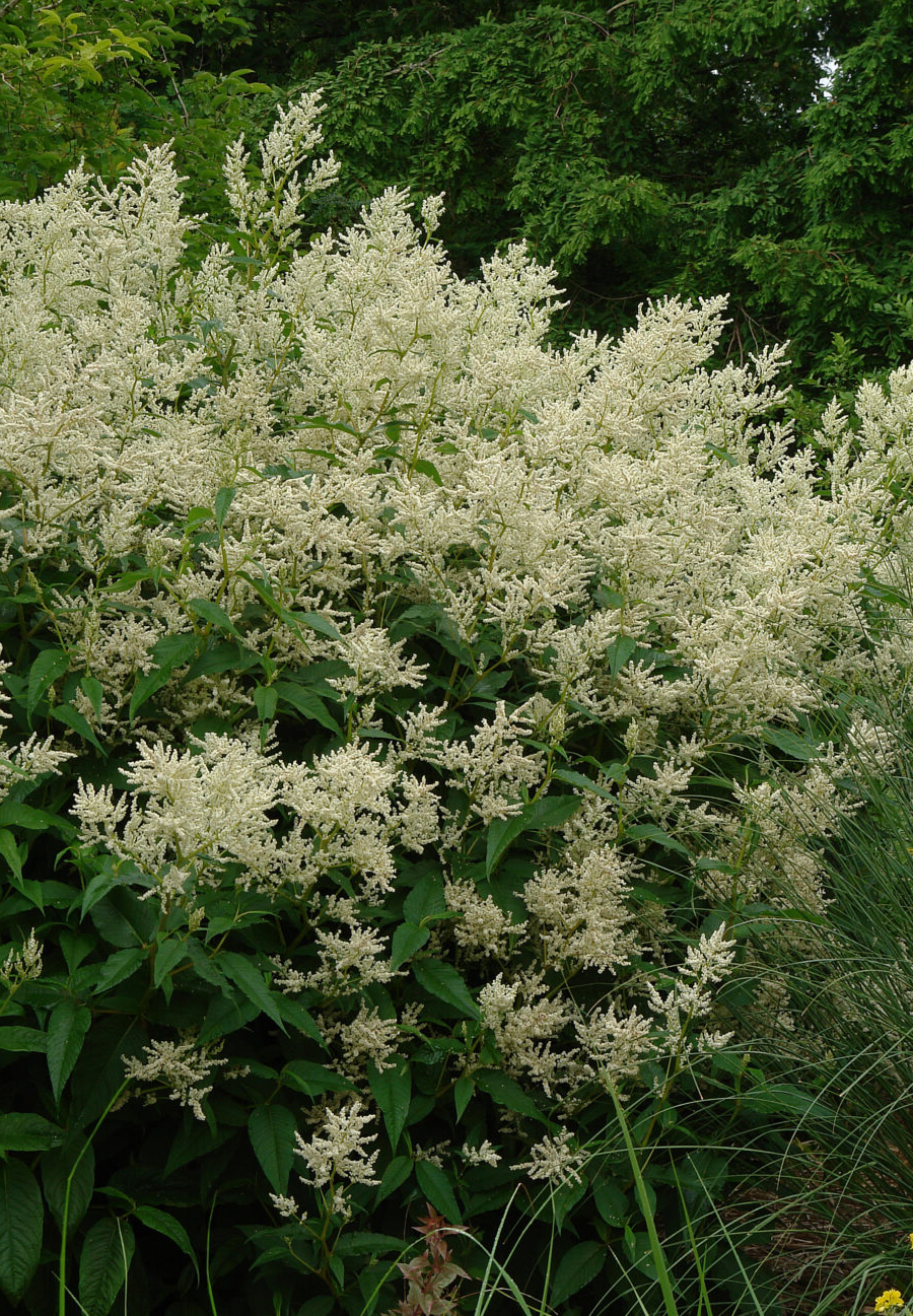 Rūgtis polimorfa (Persicaria polymorpha)