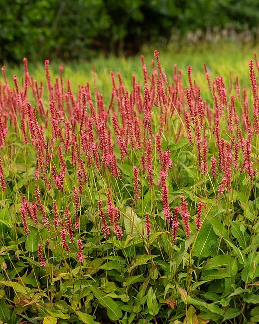 Rūgtis „Orangefield“ (Persicaria amplexicaulis „Orangefield“)