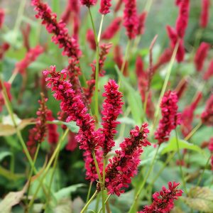 Rūgtis „Taurus“ (Persicaria amplexicaulis „Taurus“)
