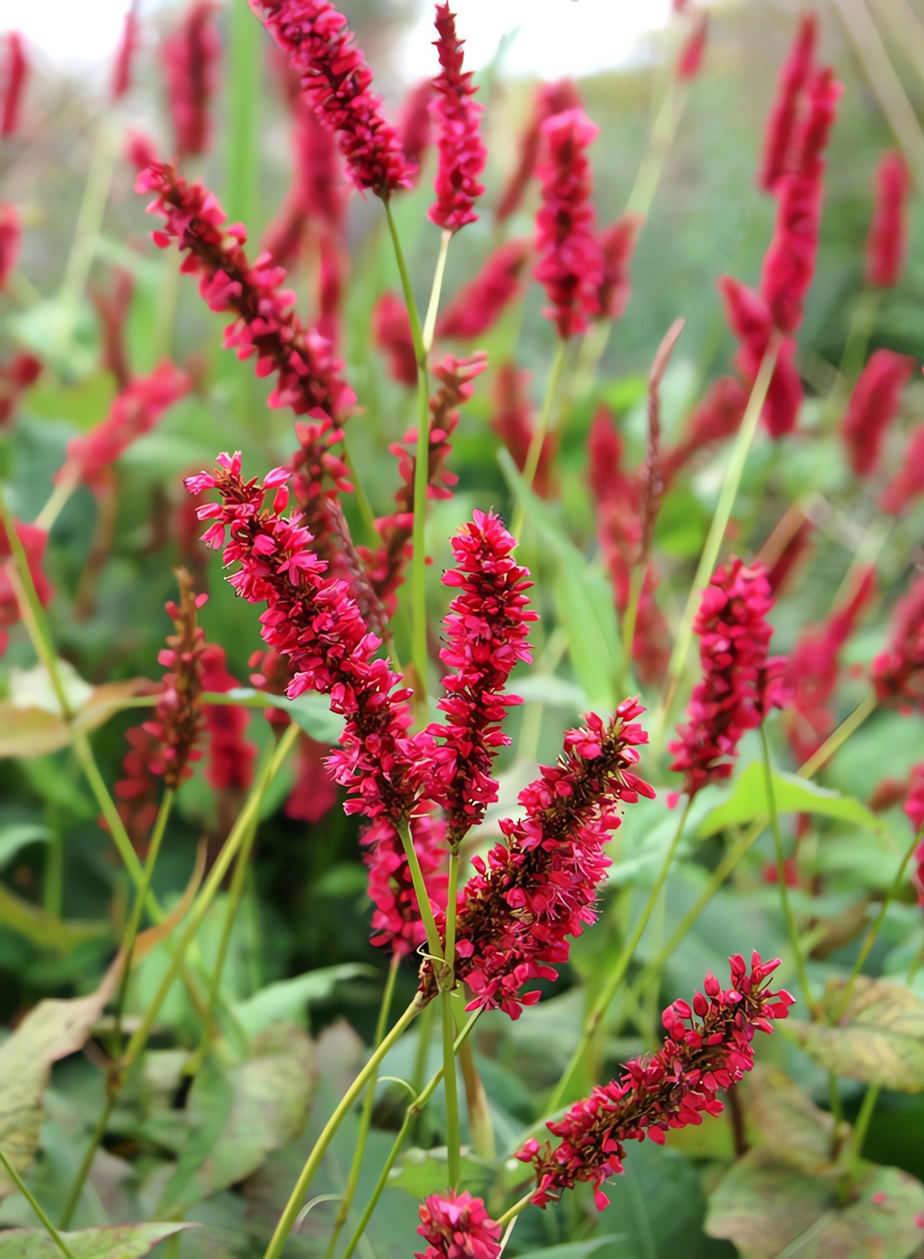 Rūgtis „Taurus“ (Persicaria amplexicaulis „Taurus“)