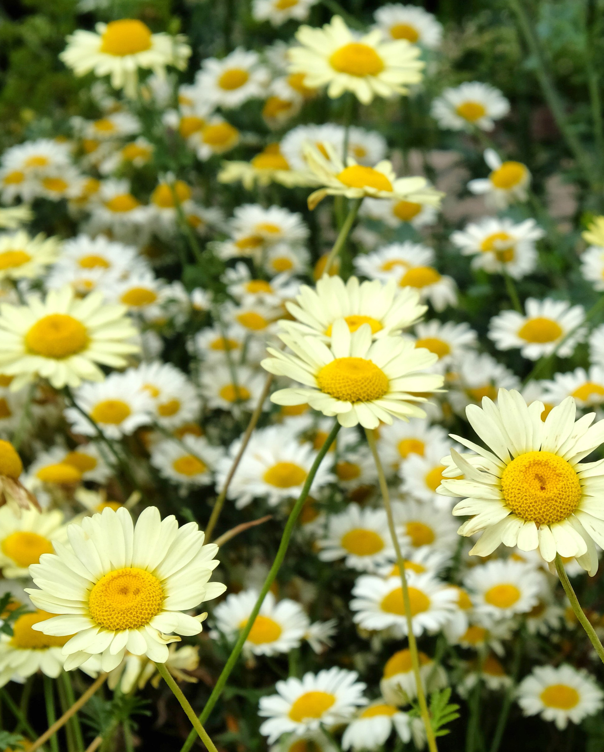 Bobramunis 'Sauce Hollandaise' (Anthemis tinctoria 'Sauce Hollandaise')