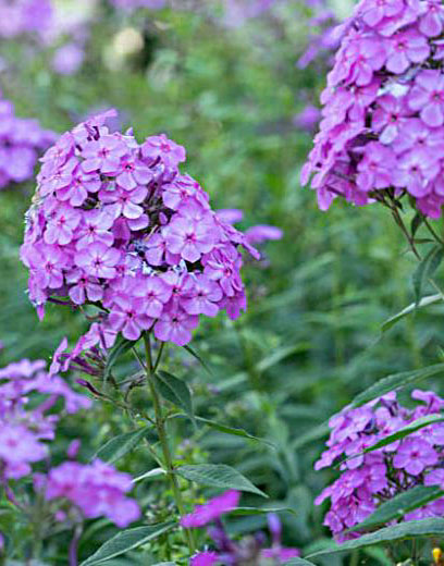Flioksas šluotelinis (Phlox paniculata)