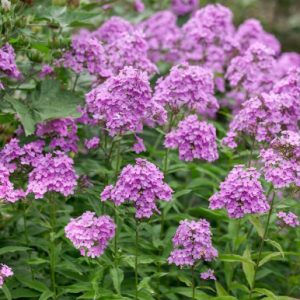 Flioksas šluotelinis „Hesperis“ (Phlox paniculata „Hesperis“)