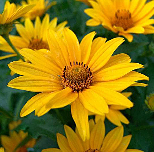 Saulakis šiurkštusis (Heliopsis helianthoides)