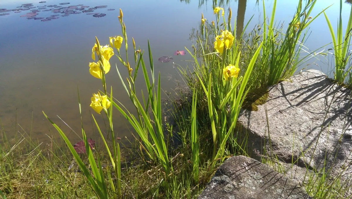 Vilkdalgis geltonasis - Image 6