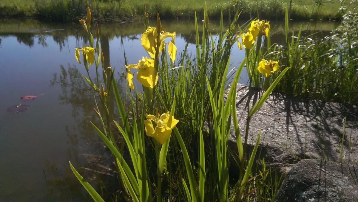 Vilkdalgis geltonasis - Image 4