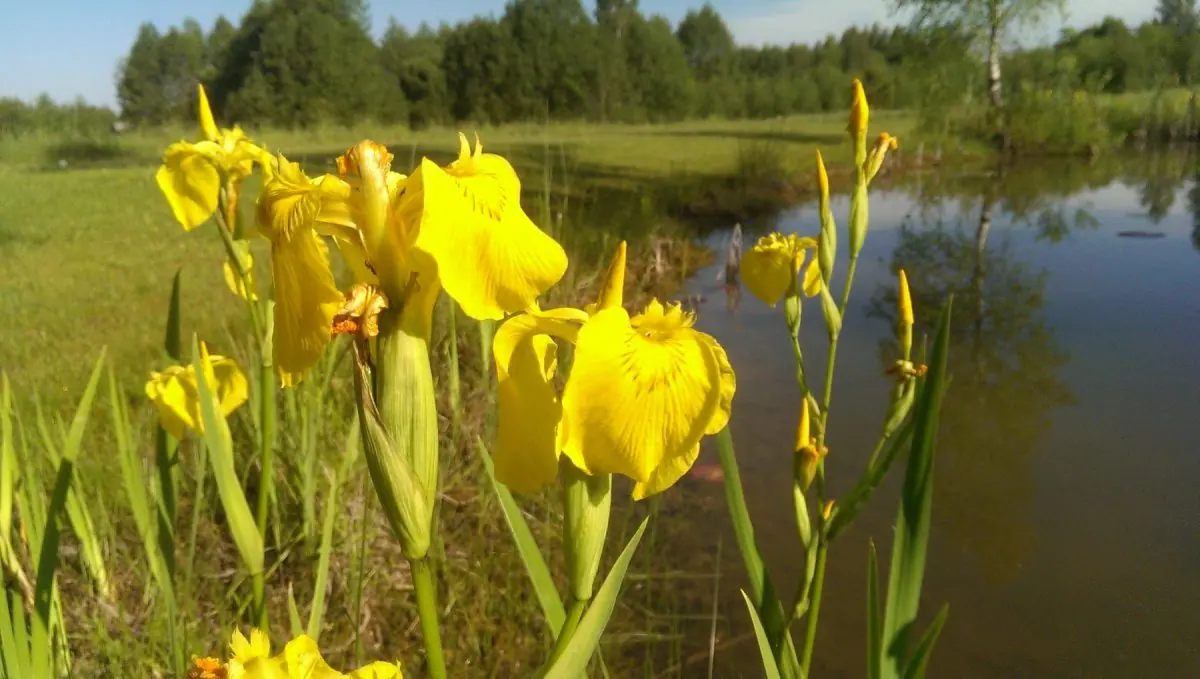 Vilkdalgis geltonasis - Image 3
